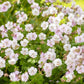 gernaium Biokovo Cranesbill in garden 