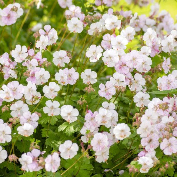 gernaium Biokovo Cranesbill in garden 