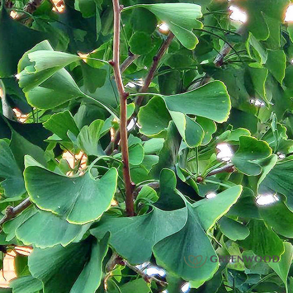 Close-up of Ginkgo Biloba's fan-shaped green leaves