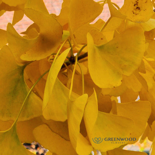 Ginkgo Biloba with bright yellow fan-shaped leaves in fall