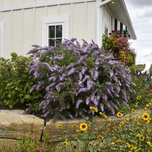 "Corner garden with Grand Cascade Buddleia as a backdrop"