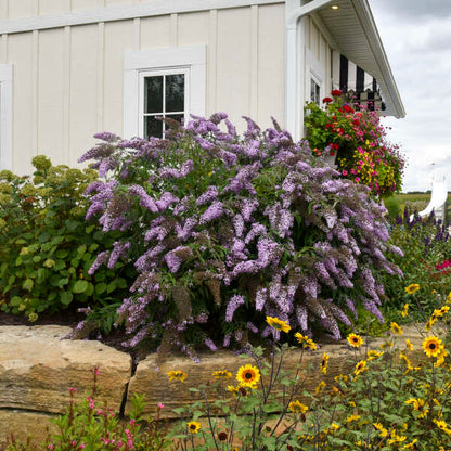 "Corner garden with Grand Cascade Buddleia as a backdrop"