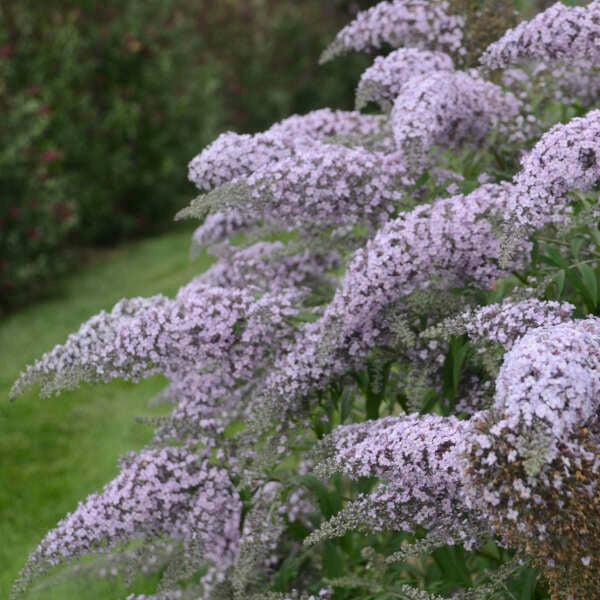 "Weeping Grand Cascade Buddleia with long, lavender-purple flowers"