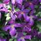 happy_jack_purple_clematis-closeup proven winner