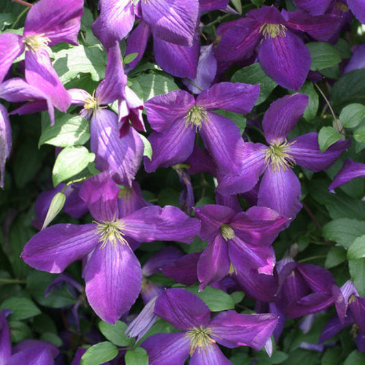 happy_jack_purple_clematis-closeup proven winner