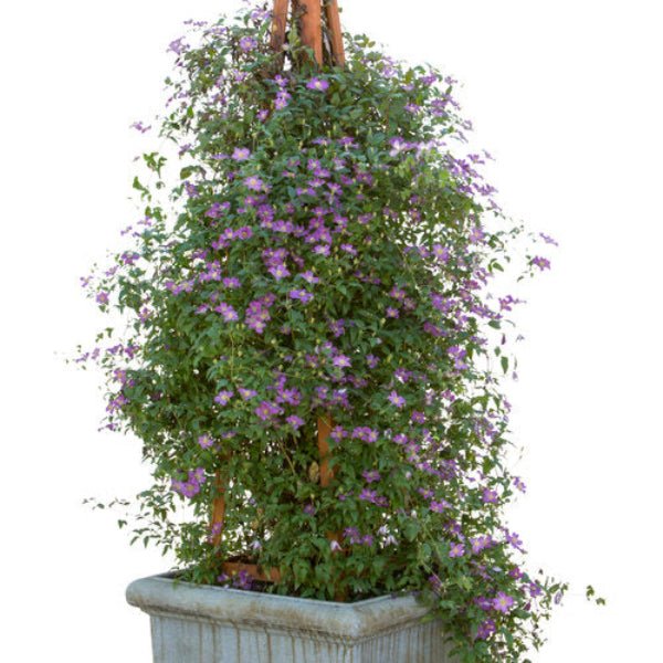 Happy Jack Clematis | Greenwood Nursery