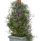 "Happy Jack Clematis growing on a trellis"