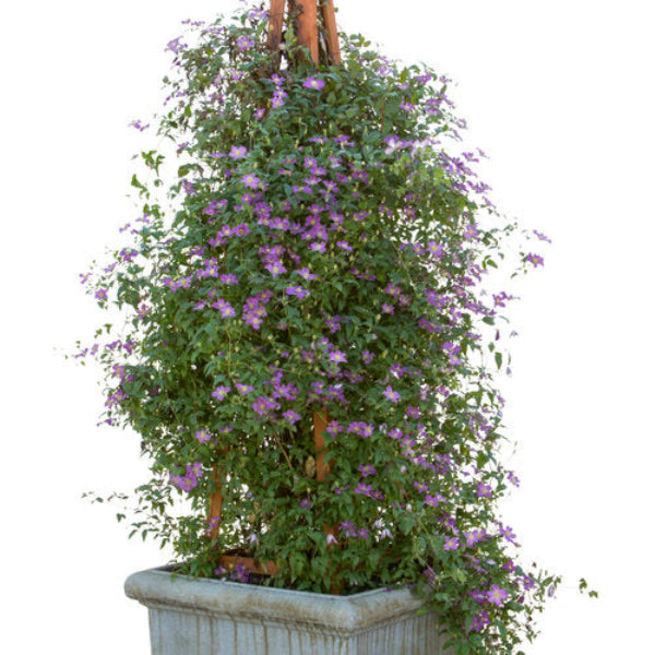 "Happy Jack Clematis growing on a trellis"