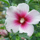 Close-up of Paraplu Pink Ink® Hibiscus's white blooms with pink star-like centers