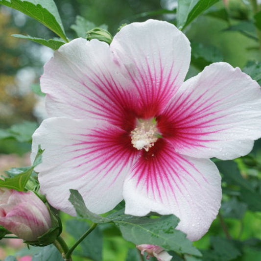 Close-up of Paraplu Pink Ink® Hibiscus's white blooms with pink star-like centers