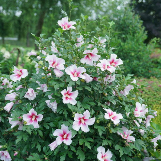 Paraplu Pink Ink® Hibiscus with large white flowers and bright pink star-like centers in a garden
