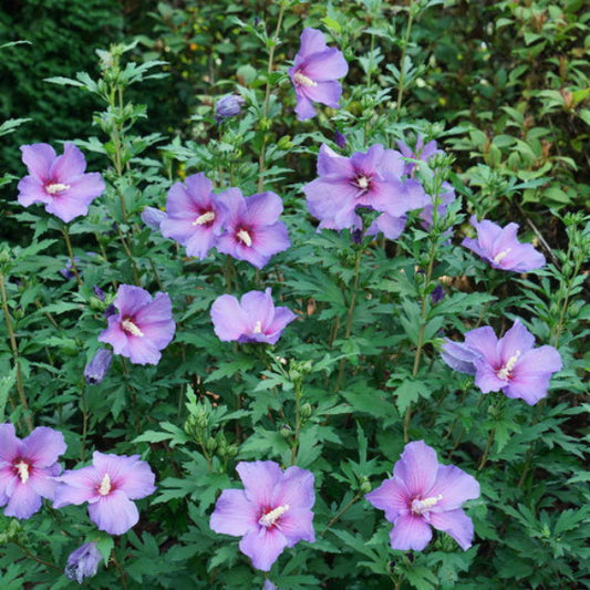Paraplu Violet® Hibiscus in Bloom: "Paraplu Violet® Hibiscus with large violet to purple flowers in a garden