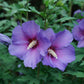 Close-up of Paraplu Violet® Hibiscus's rich violet blooms