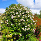 Red Heart Rose of Sharon adding vibrant color to a garden