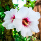 Close-up of white flowers with red centers on Red Heart Rose of Sharon