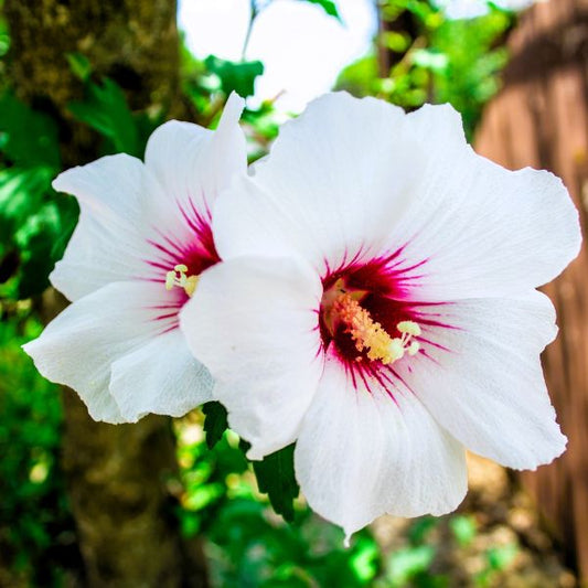 Close-up of white flowers with red centers on Red Heart Rose of Sharon