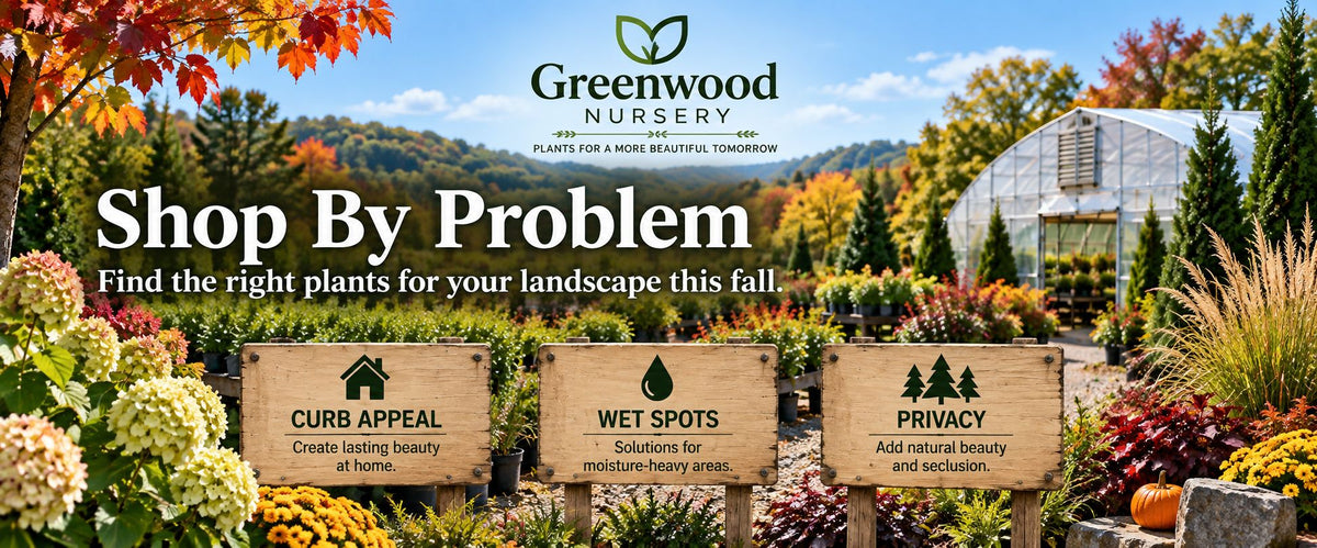 Greenwood Nursery in early fall with colorful shrubs, hydrangeas, evergreens and a greenhouse, featuring landscape solutions for curb appeal, wet spots and privacy.