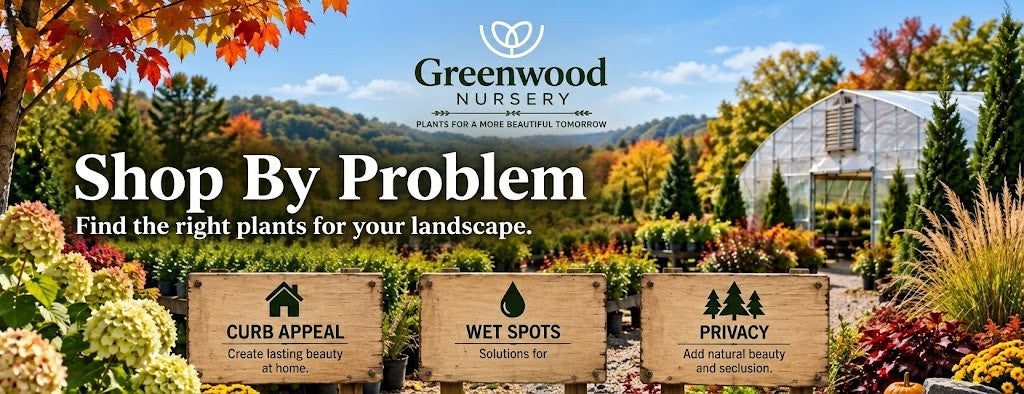 Greenwood Nursery outdoor nursery with autumn foliage, greenhouse, and wooden signs for curb appeal, wet spots, and privacy plant solutions.