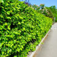 American hornbeam  planted as a hedge