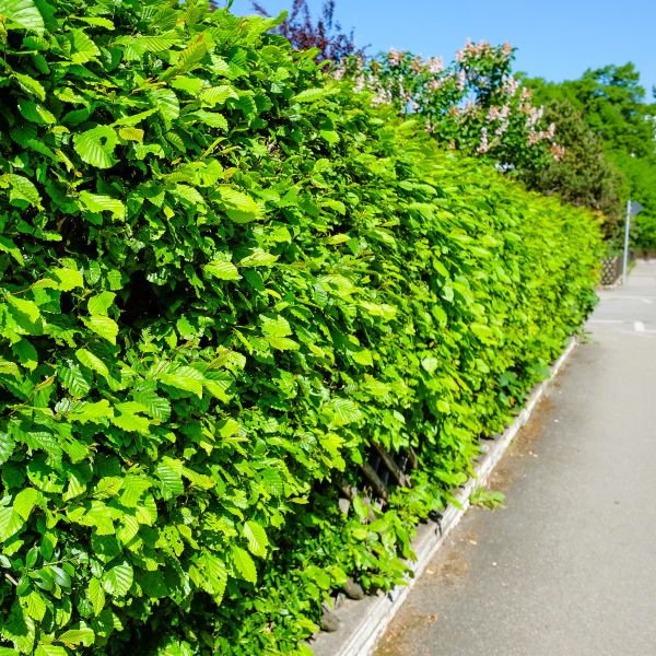 American hornbeam  planted as a hedge