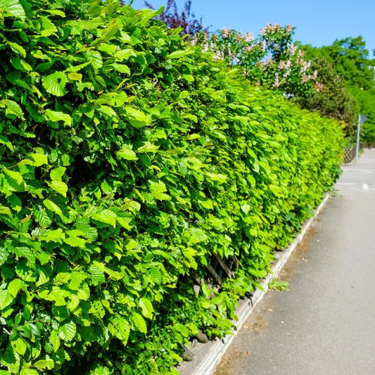 American hornbeam  planted as a hedge