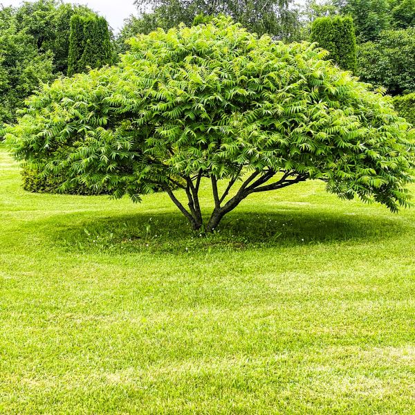 American hornbeam adding elegance and shade to a garden
