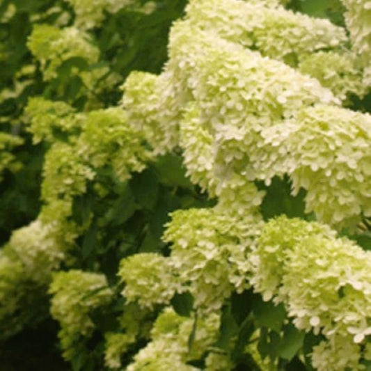 Close-up of bright green flowers transitioning to deep pink on Limelight Hydrangea