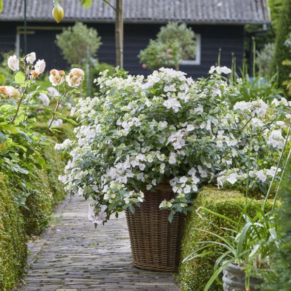 Fairytrail Bride® Cascade Hydrangea planted in a container on a patio, showcasing its cascading habit