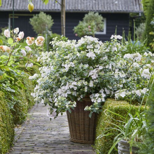 Fairytrail Bride® Cascade Hydrangea planted in a container on a patio, showcasing its cascading habit