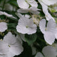Close-up of Fairytrail Bride® Cascade Hydrangea's delicate white lacey flowers
