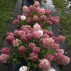 hydrangea-fire-light-tidbit Pink and white flowers in a garden setting
