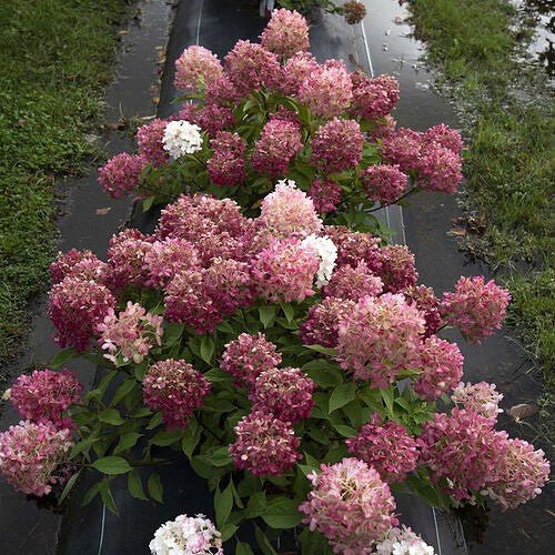 hydrangea-fire-light-tidbit Pink and white flowers in a garden setting
