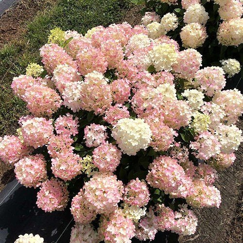 hydrangea-fire-light-tidbit Bouquet of pink and white flowers in a pot
