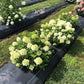 hydrangea-fire-light-tidbit Row of white flowering plants in black pots on a grassy area