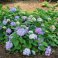 hydrangea-lets-dance-sky-view plant with purple and green flowers in a garden setting