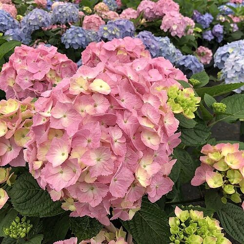 hydrangea-lets-dance-sky-view Close-up of pink, blue, and green hydrangea flowers with green leaves.