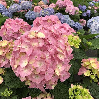 hydrangea-lets-dance-sky-view Close-up of pink, blue, and green hydrangea flowers with green leaves.