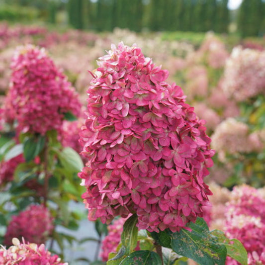Hydrangea in Bloom: "Limelight Prime® Hydrangea with green flowers turning pink and red