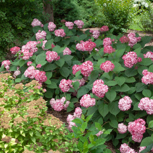 Invincibelle® Ruby Hydrangea in Bloom: "Invincibelle® Ruby Hydrangea with vibrant pink to burgundy flowers