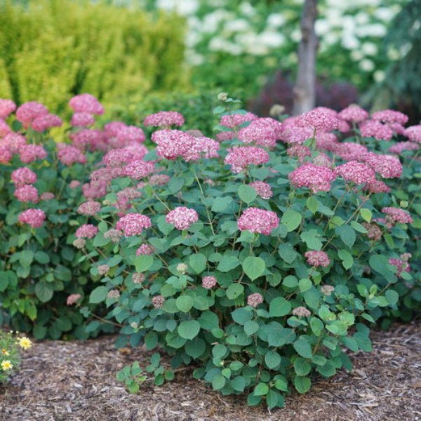 Invincibelle® Ruby Hydrangea in Bloom: "Invincibelle® Ruby Hydrangea with vibrant pink to burgundy flowers