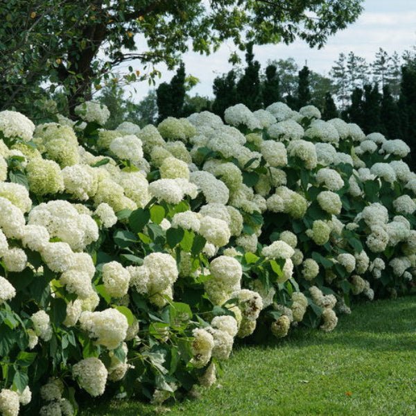 Incrediball® Hydrangea planted in a garden, showcasing its dark green foliage and stunning blooms