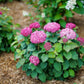Invincibelle Mini Mauvette Hydrangea adding vibrant color to a garden
