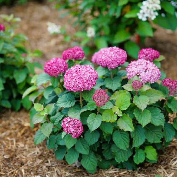 Invincibelle Mini Mauvette Hydrangea adding vibrant color to a garden