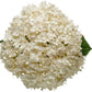 Close-up of Wee White Hydrangea's white flowers emerging from deep green foliage