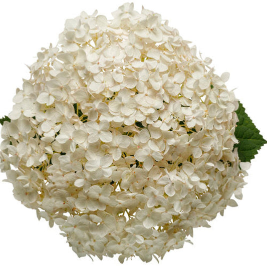 Close-up of Wee White Hydrangea's white flowers emerging from deep green foliage