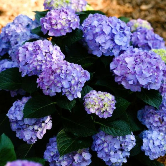 Close-up of blue flowers on Let's Dance Blue Jangles Hydrangea