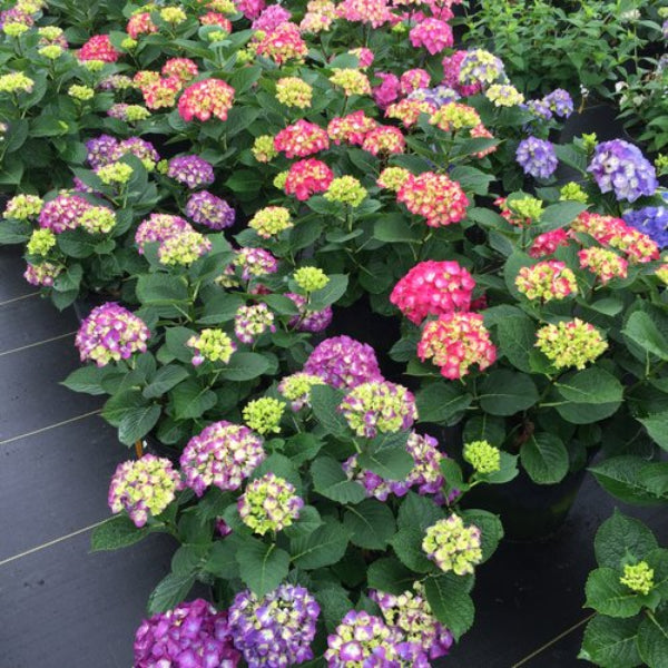 Wee Bit Giddy Hydrangea planted in a garden, showcasing its compact size and vibrant blooms