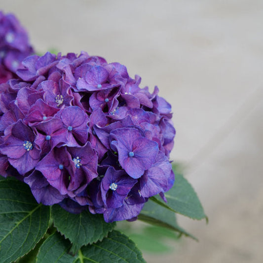 Wee Bit Grumpy Hydrangea with deep purple-blue flowers
