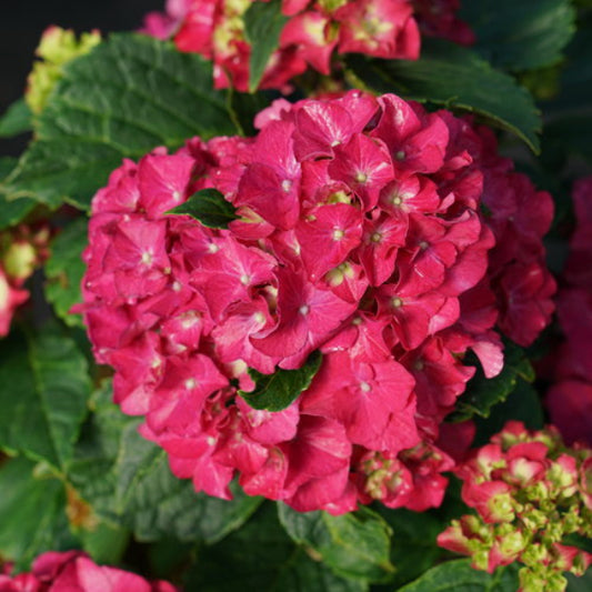 Wee Bit Grumpy Hydrangea with deep red flowers