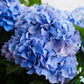 Close-up of stunning blue flowers on Nikko Blue Hydrangea
